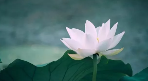 <轉>梁冬：人生是“愿力”重要，還是“業(yè)力”重要？